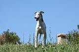 GREYHOUND 048